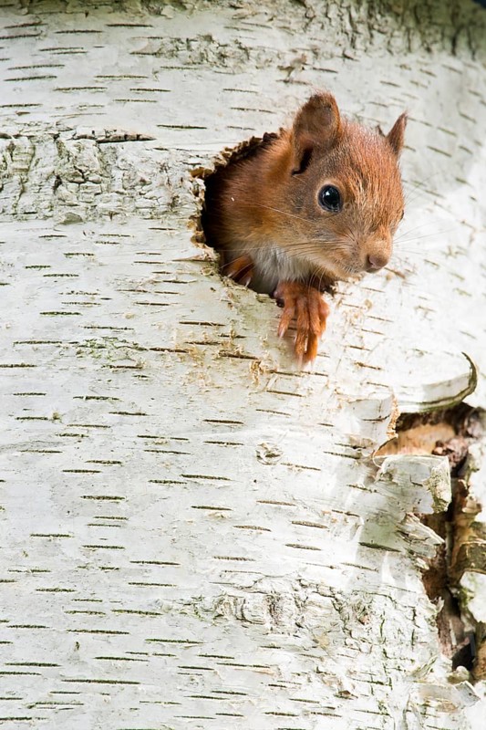 Young Eurasian red squirrel