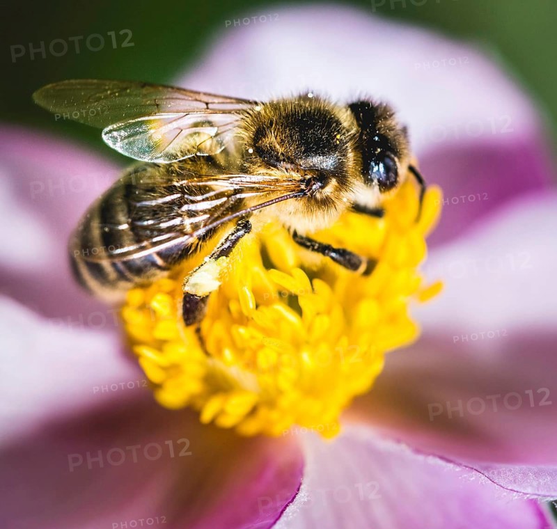 European honey bee