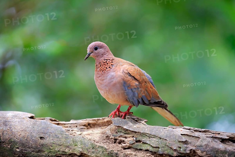 Laughing dove