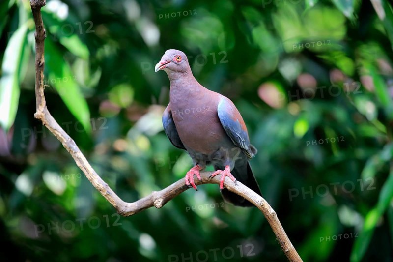 Maranon pigeon