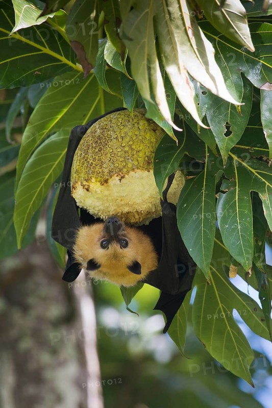 Seychelles flying dog