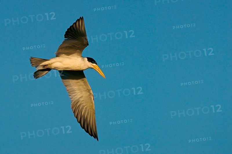 Large-billed tern