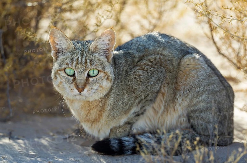 African Wild Cat