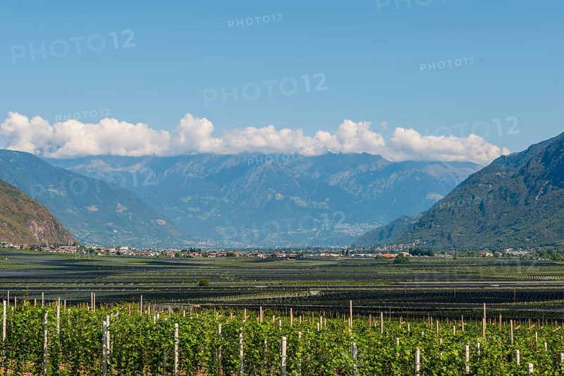 Vineyards in the valley in front of the mountains