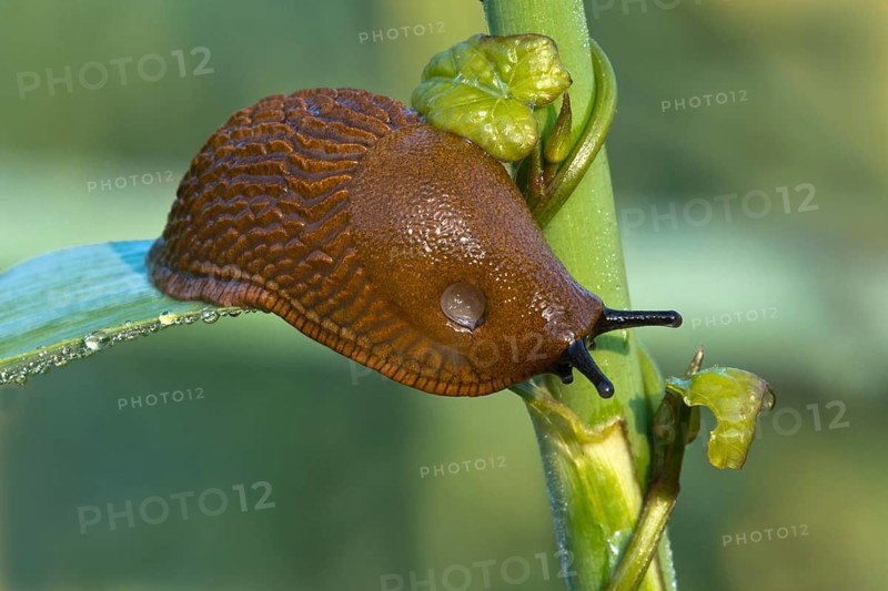 Spanish slug