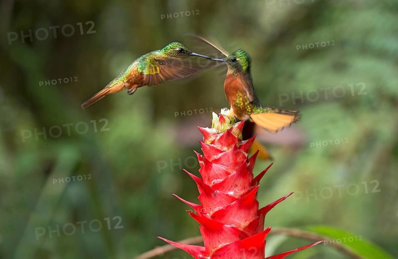 Chestnut-breasted coronets