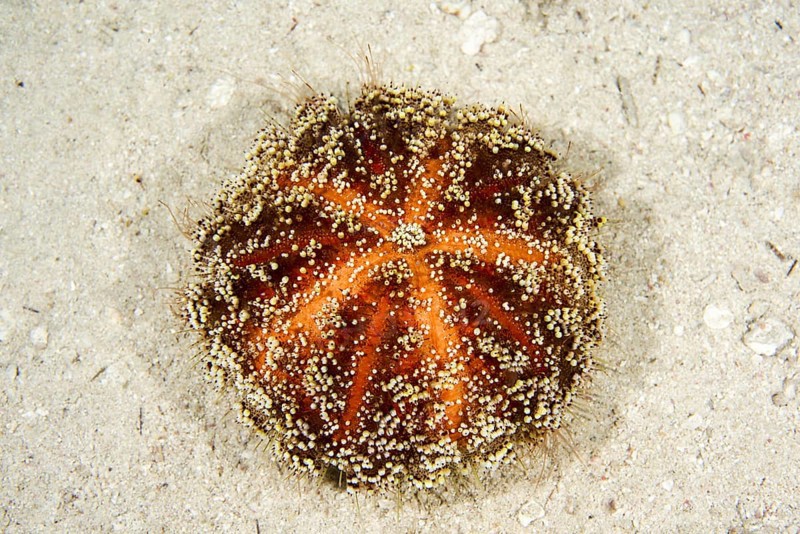 Toxic Leather Sea Urchin or Red Sea fire urchin