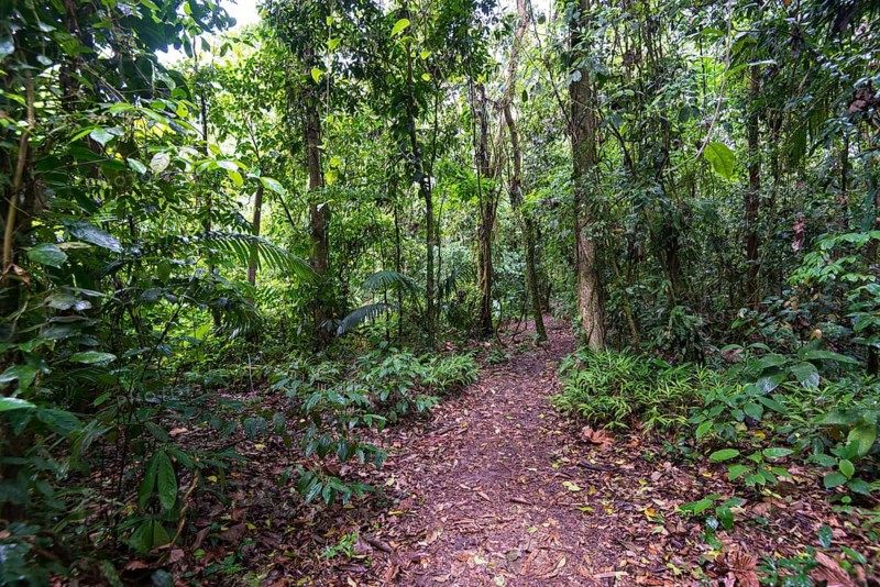 Footpath through dense rainforest