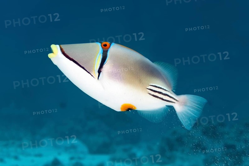 Arabian Picasso triggerfish