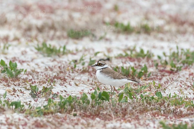 Little ringed plover