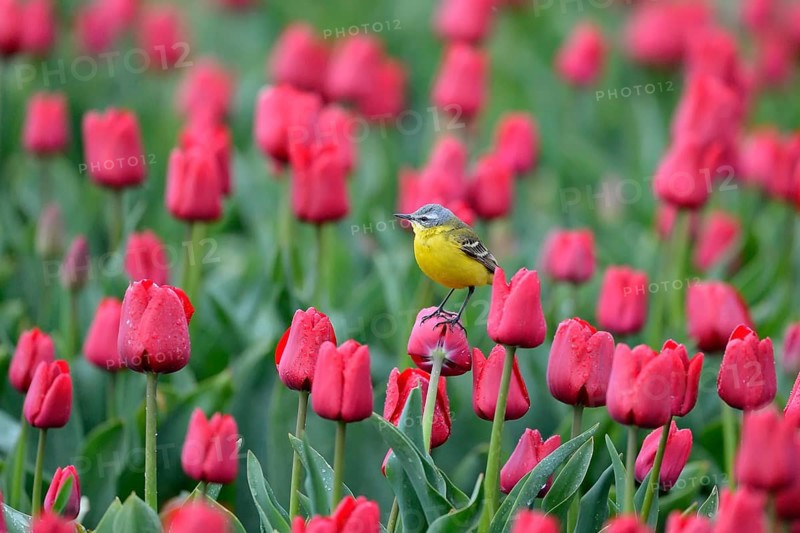 Yellow wagtail