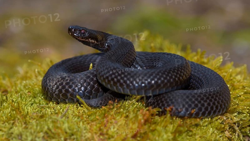 Common European Viper