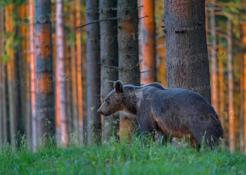 Brown bear
