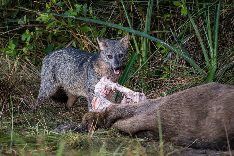 Hoary fox