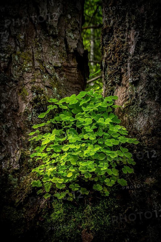 Wood sorrel