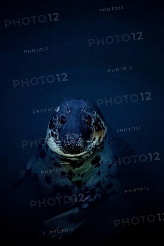 Pinniped