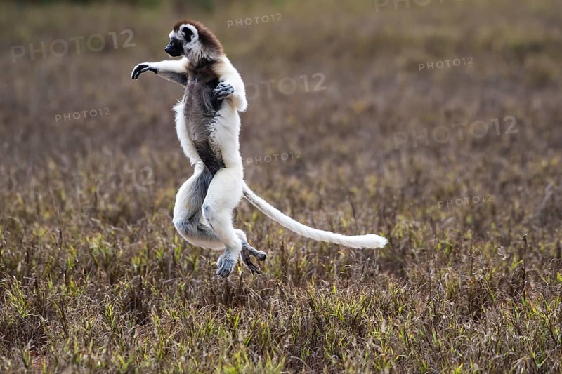 Dancing Verreaux's sifaka