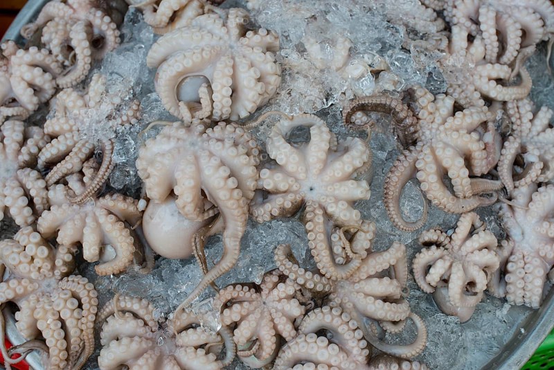 Octopus on ice at a street market