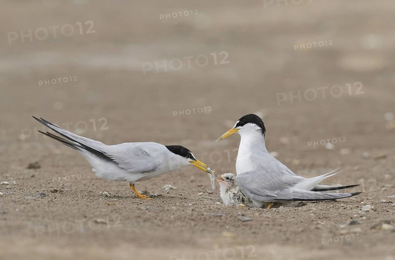 Least Terns