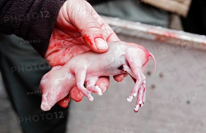 Hand holding fetus of boar