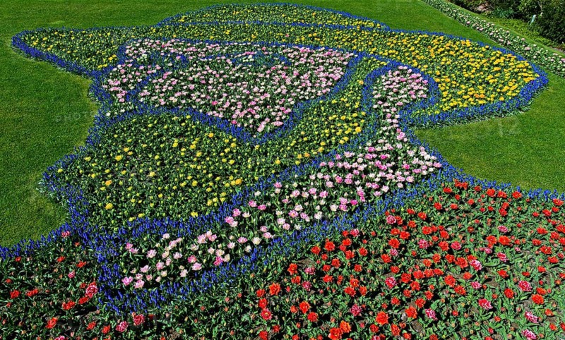 Portrait by Vincent van Gogh from various Dutch tulips