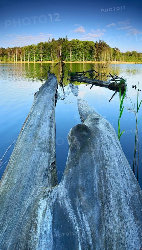 Dead wood in the lake