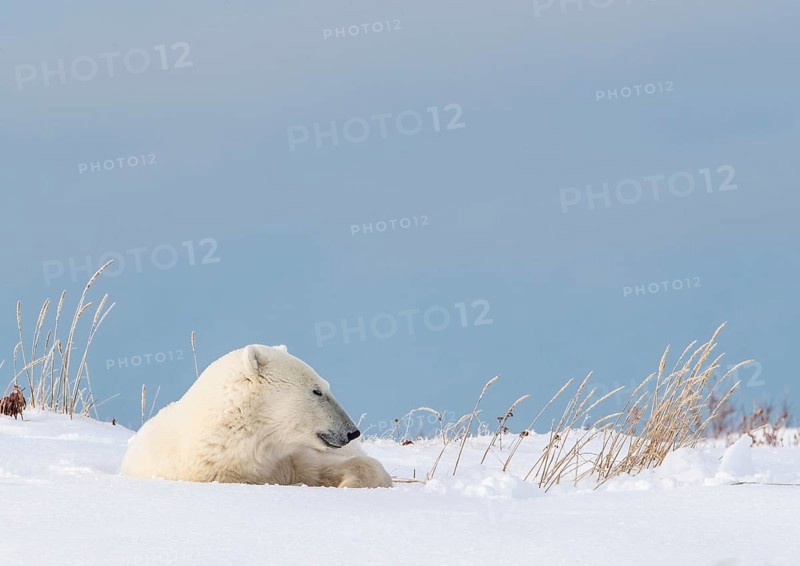Polar bear