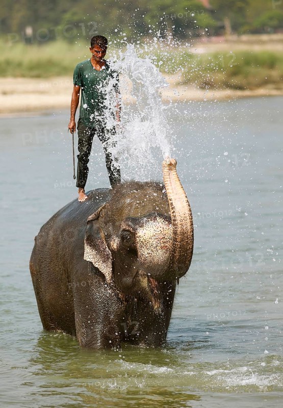 Mahut and Elephant