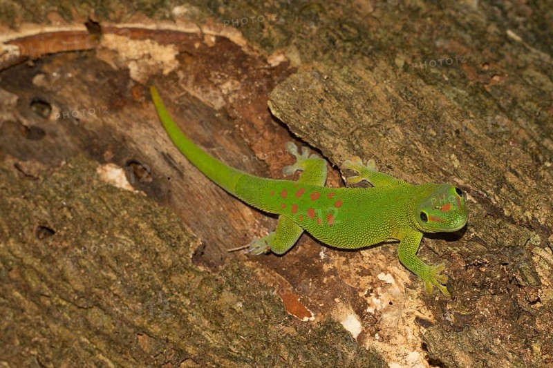 Madagascar giant day gecko