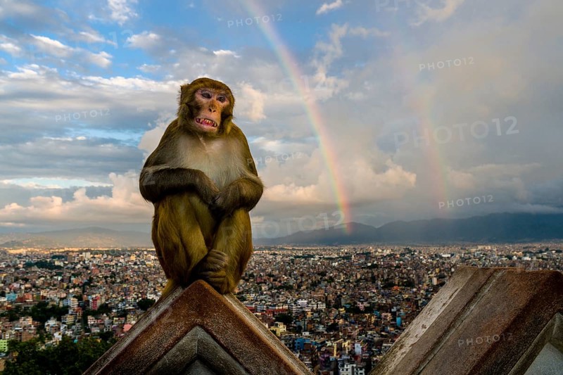 Rhesus macaque
