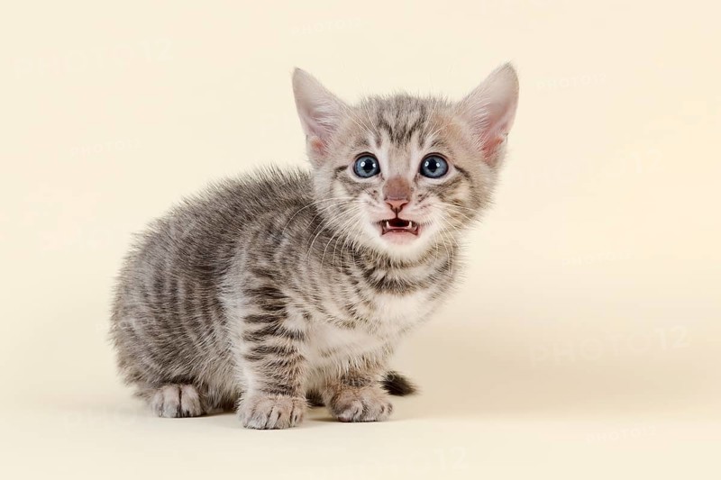 Toyger