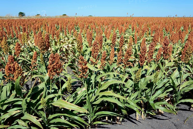 Field of sorghum