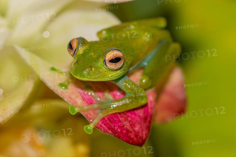 Mantellid frog