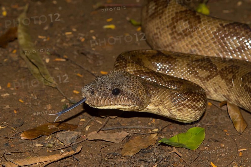 Madagascar tree boa