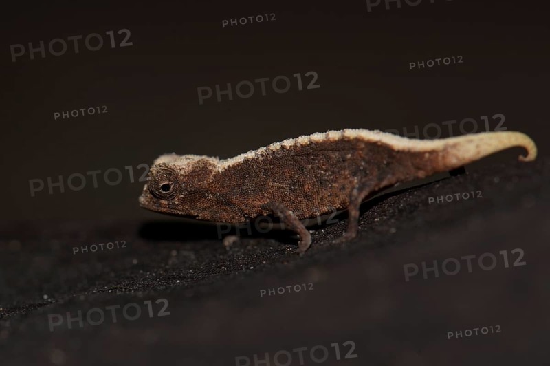 Male dwarf chameleon