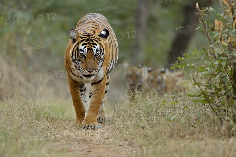 Bengal Tigers