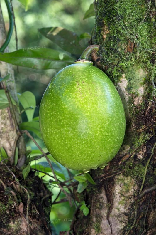 Calabash tree