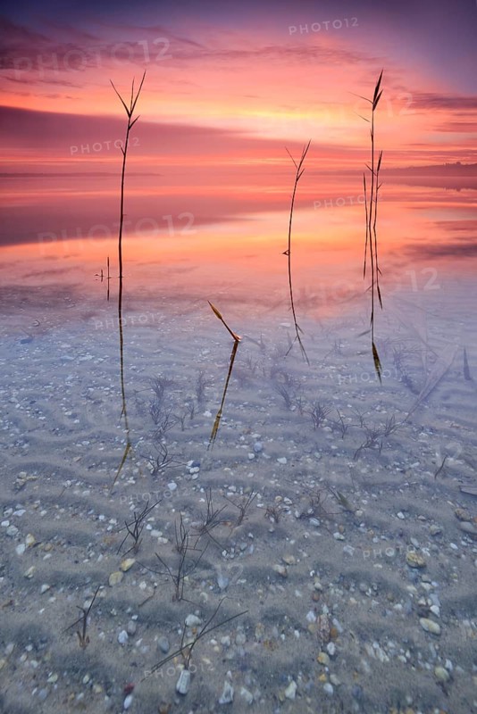 Reeds in lake at sunrise