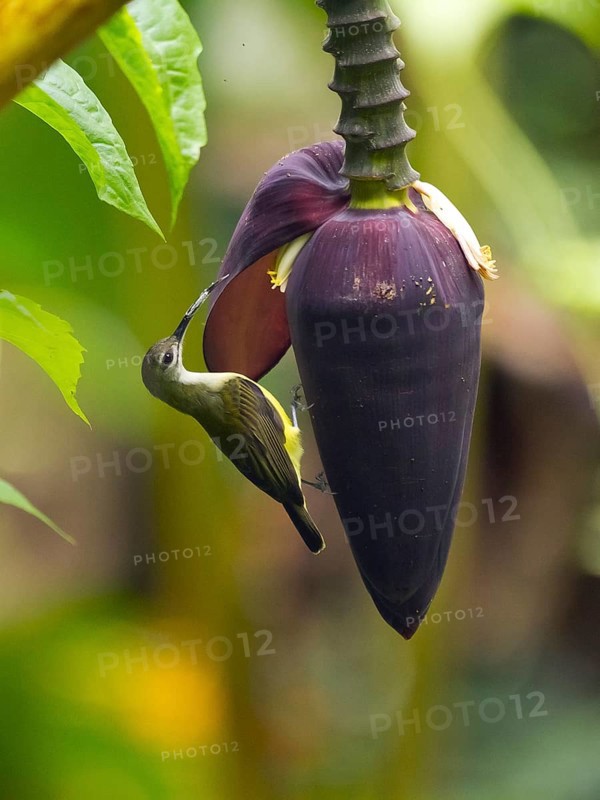 Little spiderhunter
