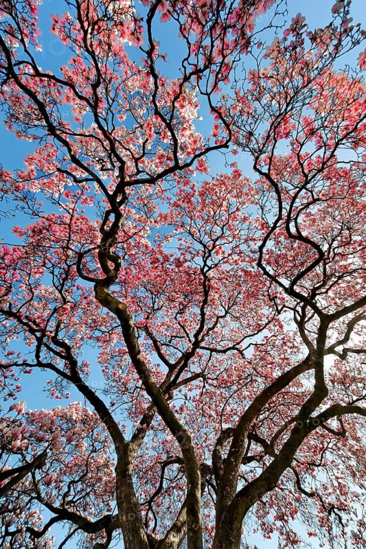 Blooming magnolia