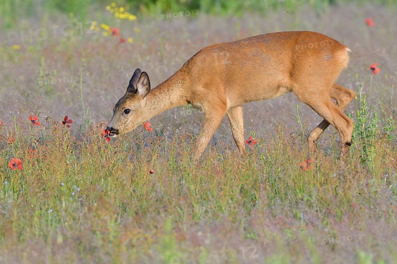 European roe deer