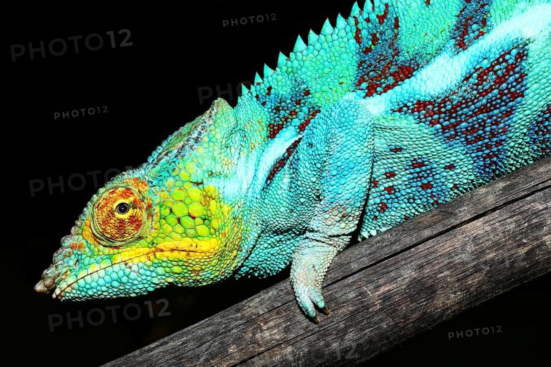 Male panther chameleon