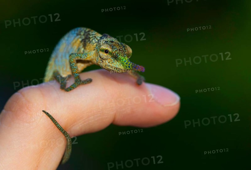 Blade or lance-nosed chameleon