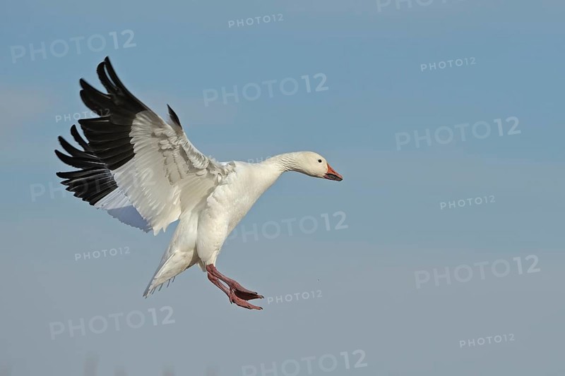 Snow Goose
