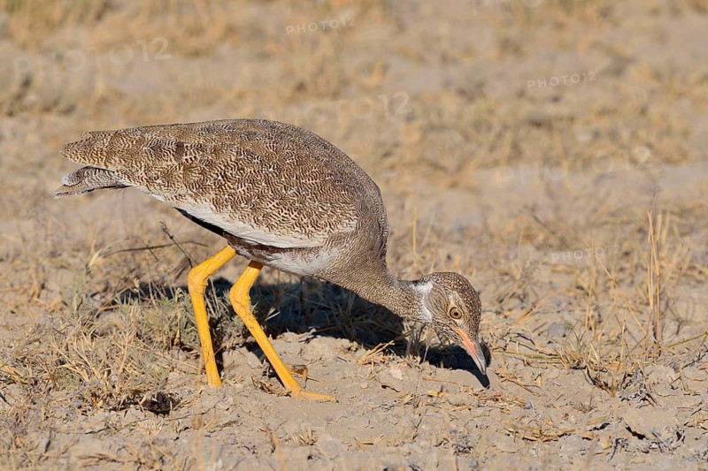 Northern black korhaan