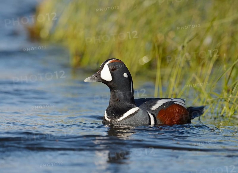 Harlequin duck