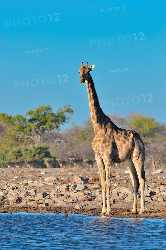 Angolan giraffe