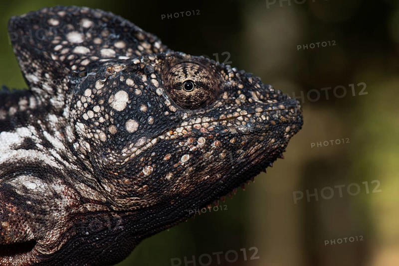 Malagasy giant chameleon