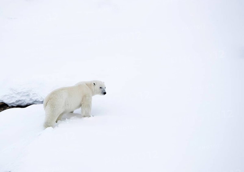 Polar bear
