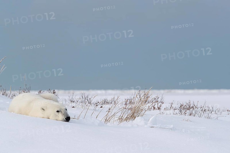 Polar bear